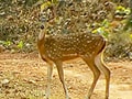 Capturing the myriad moods of the wildlife of Chhattisgarh