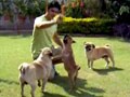 Paras meets 11 dogs named after alcoholic drinks