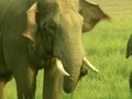 Video: In Assam, a village makes way for elephants
