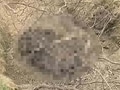 Video: 3 tigers found dead in Corbett in 6 days; forest officials on tenterhooks