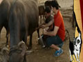 Pet Diaries: Paras milks a buffallo
