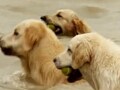Paras meets 30 adorable dogs in Guwahati