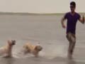 Paras plays around with 30 dogs in water