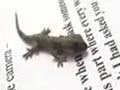Pet Diaries: Meet an adorable little baby lizard