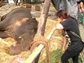 Mumbai fights for Bijlee, age 58, weight five tonnes