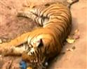 Video : Tigress killed by govt vehicle?
