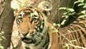 Video : Corbett tiger: Man-eater or victim?