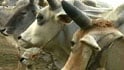 Video : BSF cracks illegal cattle smuggling