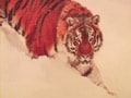 Video : The last big push for tigers
