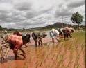 Video : Andhra Pradesh govt overlooks farmer suicides