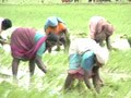 Video : Tamil Nadu: Paddy cultivation in troubled waters