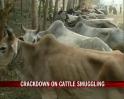 Video : NDTV impact: Crackdown on cattle smuggling