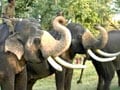 Video : Celebrating Pongal with the Jumbo in Tamil Nadu