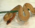 Video : Jaipur man arrested with 43 snakes in his car