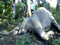 Video : 4 elephants, allegedly poisoned, dead in Assam