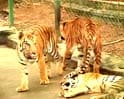 Video : Only branded chicken for these big cats!