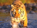 Video : Saving the tiger in St Petersburg