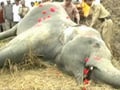 Video : Elephant electrocuted in Assam