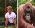 Video: Olympian gymnast to coach orangutans