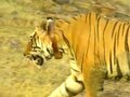 Video : Poisoning may have killed Sariska tiger