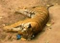 Video : Did govt vehicle kill tigress in Bandhavgarh?