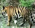 Video : बाघ ने ली शावक की जान