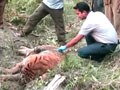 Video : Three tiger deaths in one month in Kaziranga