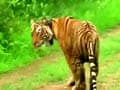 Video : Tiger poisoned, Jairam rushes to Sariska