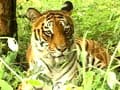 Video: Saving tigers, good economics?
