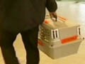Video : Emergency landing after dog bites passenger