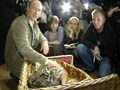 Video: St Petersburg declaration for the tiger