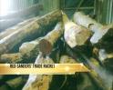 Video : Rare Indian wood smuggled into China