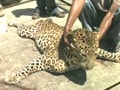 Video : Tragic year for wildlife conservation