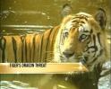 Video : Tiger trade vs shahtoosh trade?