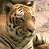 Video : Assam tigers set to be homeless soon