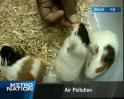 The love for pets