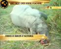 Video : Rhinos in danger at Kaziranga