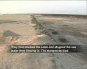Gujarat`s mangroves under threat