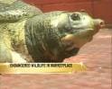 Video: Endangered turtles sold in Agartala market
