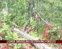 Video : Plant-life smuggling in Assam