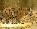 Video : 'India doesn't even have 1411 tigers'