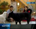 The 'Santa Claus' of street dogs