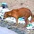 Video : Karnataka govt to end dog menace