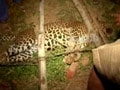 Video : Villagers help save leopard's life