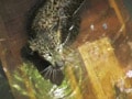 Video : Leopard rescued from well after 8 hours