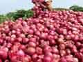 Video : Pune: Onion trade halted over ban on exports