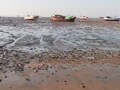 Mundra port accused of destroying Mangroves
