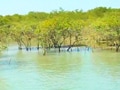 Saving the Mangroves, Gujarat's lifeline