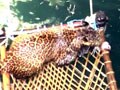 Video : A leopard emerges from a well on a cot