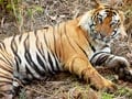 Video : Tiger census: 295 tigers added, population estimated at 1706